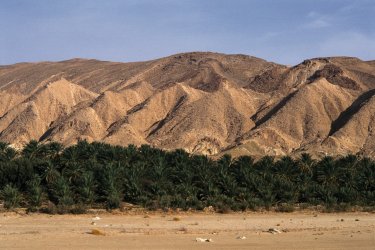 Oasis de la région de Chebika. - Author's Image