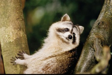 Raton laveur (racoon). Vincent FORMICA