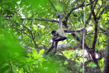 Singe-arraignée dans le parc national Rincon de la Vieja. - Tanguy de Saint-Cyr