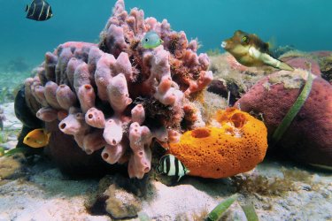 Observez les coraux lors de plongées à Porto Rico. Vilainecrevette - Fotolia