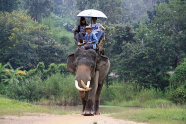 Promenade à dos d'éléphant au Elephant Conservation Center de Lampang. - Jérôme BOUCHAUD