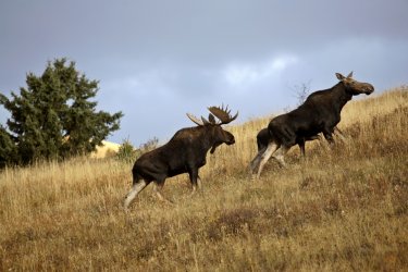Elans, Cypress Provincial Park. - Pictureguy - Shutterstock.com