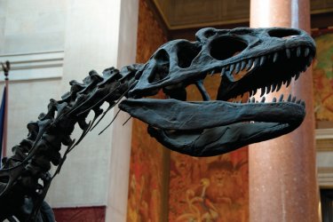 Le dinosaure du hall d'entrée de l'American Museum of Natural History (Upper West Side). - Author's Image