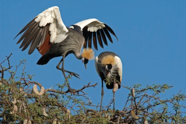 Grues royales du Hwange National Park. - EcoPIc - iStockphoto.com
