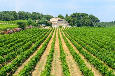 Vignobles près de Montpellier. Claudio Colombo - stock.Adobe.com