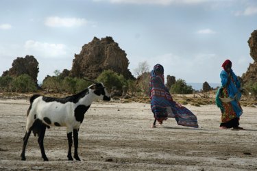 Nomades afar sur le lac Abbé. - Eyerusalem ABERA