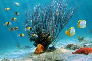 Récifs de l'île de Catalina. - Vilainecrevette - Fotolia