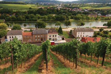 Schengen, village de la route des vins. - Philippe GUERSAN - Author's Image
