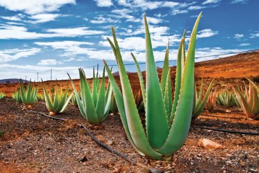 Champ d'aloe vera à Fuerteventura. - Anyaivanova - Fotolia