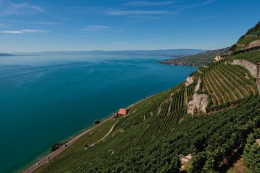 Les vignobles en terrasses de Lavaux proche des villages d'Epesses et du Dézaley. - Philippe GUERSAN - Author's Image