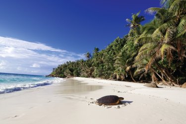 Tortue sur la plage de North Island. - Barbara & Hartmut Röder - Office du tourisme des Seychelles