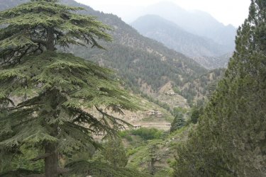 Forêts de sapins à Khost, dans le sud du pays. - Constance de Bonnaventure