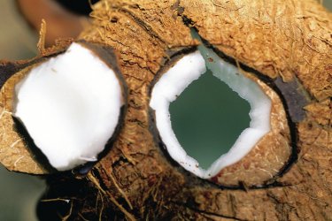 Lait de coco à déguster sans modération ! Sir Pengallan - Iconotec