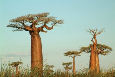 Madagascar possède six variétés de baobabs. - Jeu - iStockphoto