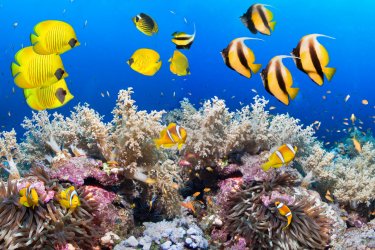 Poissons aux Bahamas. frantisekhojdysz - shutterstock.com
