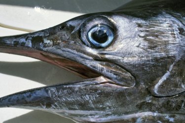 Marlin - Sylvain GRANDADAM
