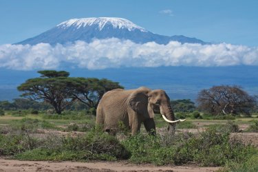 Éléphant dans la région du Kilimandjaro. - graemes - iStockphoto.com