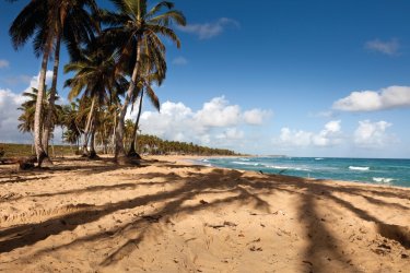 À l'ombre des palmiers de Playa Macao. - Gregor Inkret - iStockphoto
