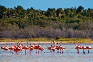 Flamencos rosas en la laguna de Oviedo, en el Parque Nacional de Jaragua. Ministerio de Turismo de República Dominicana