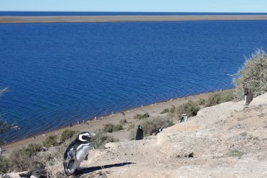 Pingouins de Magellan à Caleta Valdés. - Pierre-Yves SOUCHET