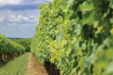 Vignes en Albret. - OT Albret