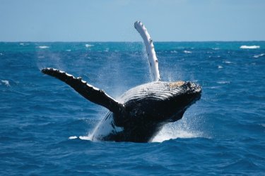Baleine. - David Granville - Fotolia