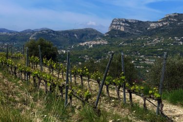 Vignoble Bellet. - Yvan Tessier - iStockphoto.com
