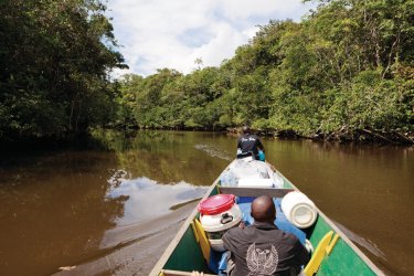 Piroguier sur crique Balata et la rivière Kourou. - Philippe GUERSAN - Author's Image