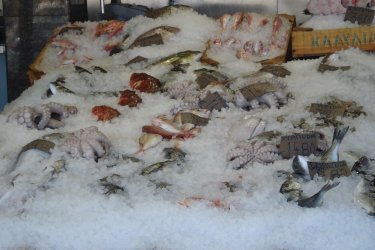 Poissons fraîchement pêchés au port de Rafina. - Ana JOVETIC-VUCKOVIC