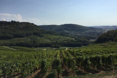 Vignoble de Château-Chalon. Jean-Michel PUTOD