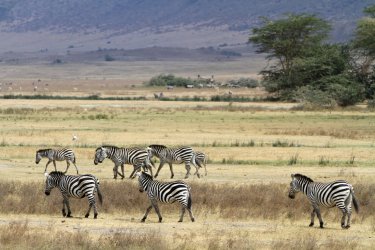 Troupeau de zèbres dans l'aire de conservation du Ngorongoro - Stephan SZEREMETA