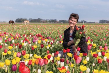 Champ de tulipes aux Pays-Bas. - Kruwt - iStockphoto