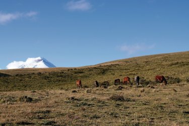 Paysage de paramo sur fond de volcan Cotopaxi. - Stéphan SZEREMETA