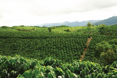 Plantation de café Colombie, vous ne voudrez plus en repartir