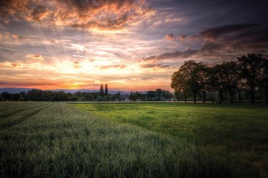 Campagne suisse, vers Jussy. - Phil Schutz