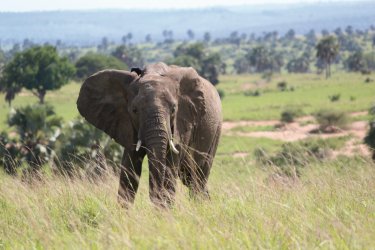 Parc national de Murchison Falls. - Abdesslam Benzitouni