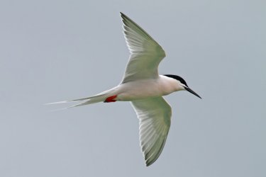 Sterne de dougall. Agami Photo Agency - Shutterstock.com