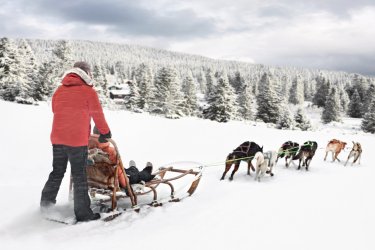 Traineau à chiens à Lillehammer. - Craftvision - iStockphoto