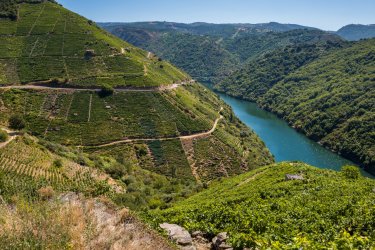 Les vignes des environs de Lugo. - Noradoa - Shutterstock.com