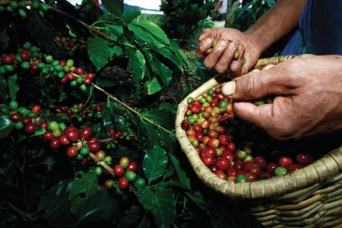 Cerises de café. Colombie, vous ne voudrez plus en repartir
