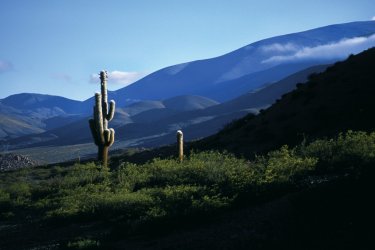 Parc National Los Cardones. - Sylvie Ligon