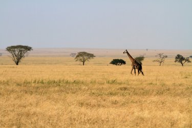 Girafe dans le Parc National du Serengeti - Stephan SZEREMETA