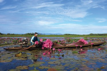 Ramasseurs de nénuphars sur le lac d'eau douce de Thale Noi. - Grégory ANDRE