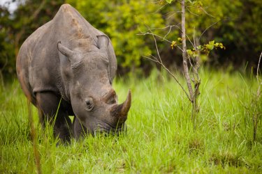 Ziwa Rhino Sanctuary. - Radek Borovka - Shutterstock.com