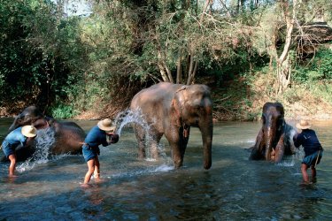 Bain des éléphants à Chiang Dao. - Author's Image