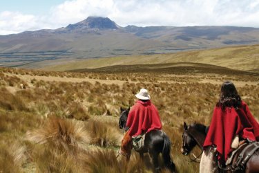 Alpagas sur les flancs du Cotopaxi. - Stéphan SZEREMETA