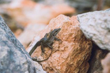 Lézard endémique <i>Podarcis filfolensis.</i> tobiasjo - iStockphoto.com