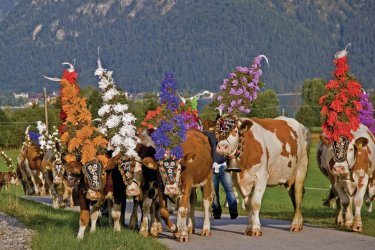 Almabtrieb (descente des vaches des alpages), une tradition suivie en Autriche. Christa EDER - Fotolia