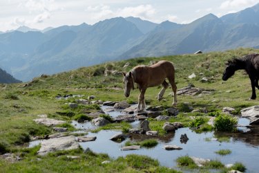 Chevaux au Parc naturel de la vallée de Sorteny. - Martin Silva Cosentino - Shutterstock.com