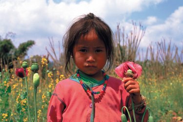 Jeune Laotienne dans un champ de pavot, province de Xieng Khuang. Author's Image